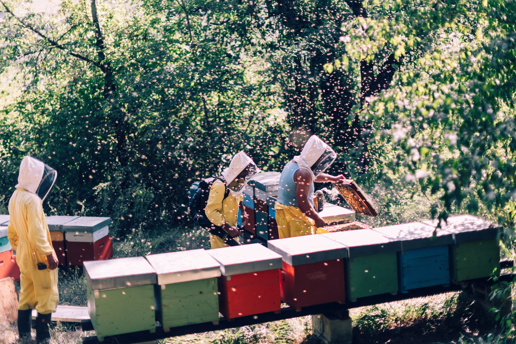 bees keeping and honey production