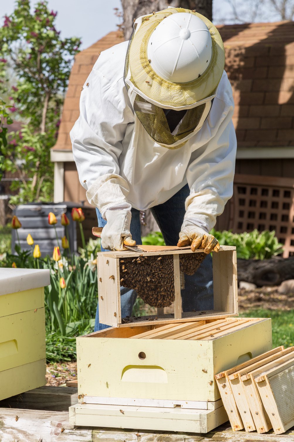 Keeping the Bees