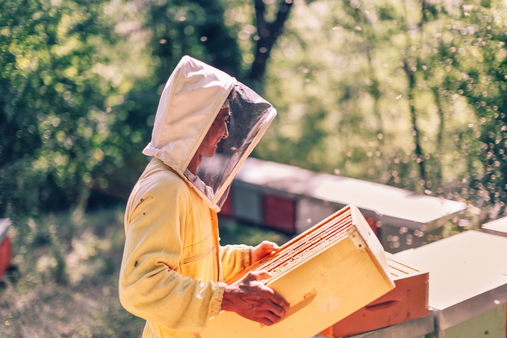 bees keeping and honey production - beekeeper holding beehive around bees