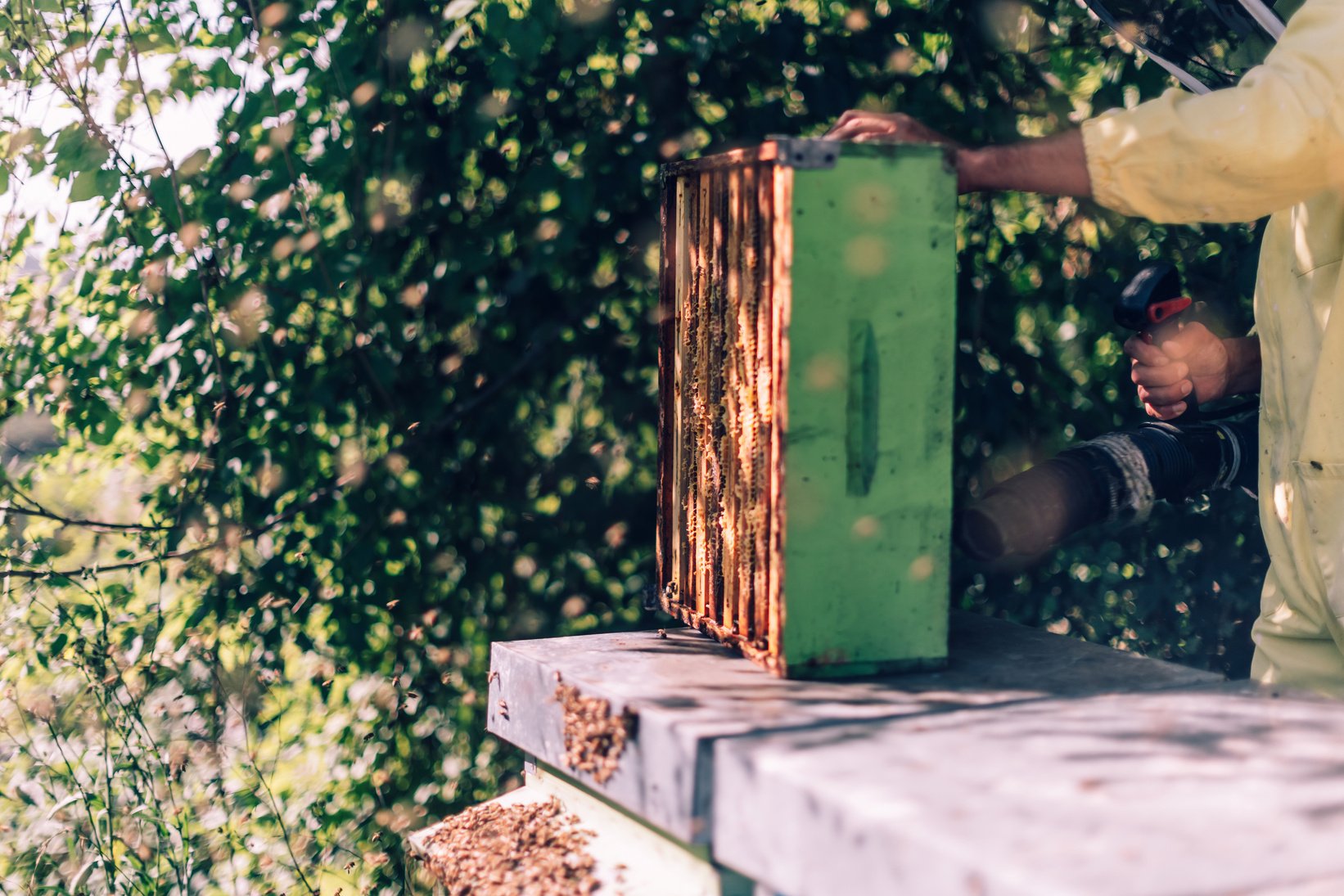 bees keeping and honey production